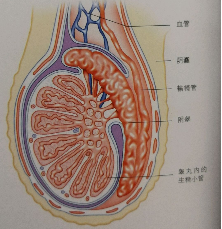 附睾解剖图片