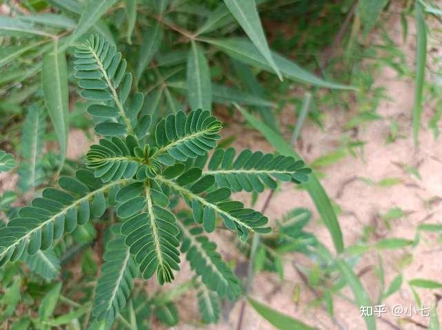 价值也是很丰富的,我去药店的时候就见过一种药物叫做"叶下珠胶囊"的