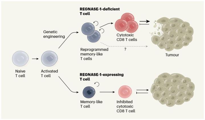 用于同时进行抗pdl1 免疫疗法和化学疗法的工程细胞外囊泡 Bioactive Materials X Mol