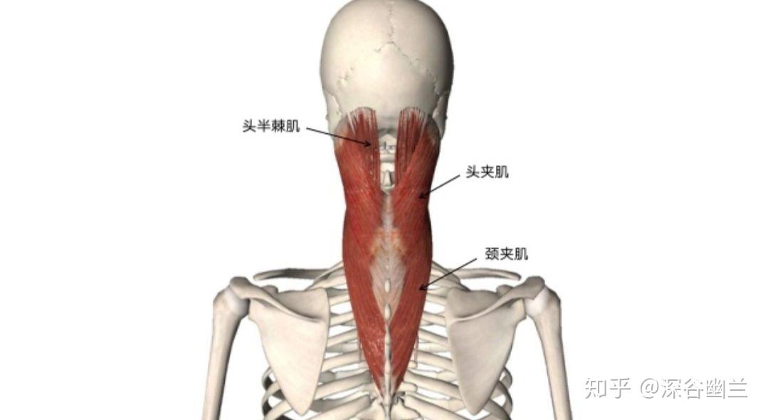 读书笔记头夹肌颈夹肌和颈椎脊柱旁肌肉触发点