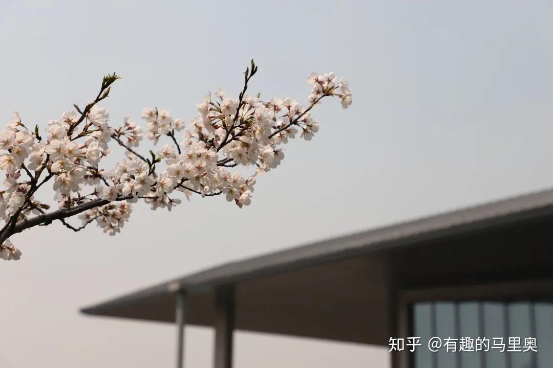 良渚大屋顶的樱花开了吗