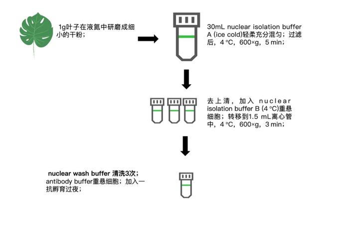 实操指南 如何快速解锁植物样品CUT&Tag实验？ 知乎