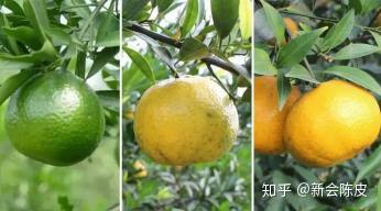 地道泡:如何区别青皮、二红皮、大红皮之外观篇 - 知乎