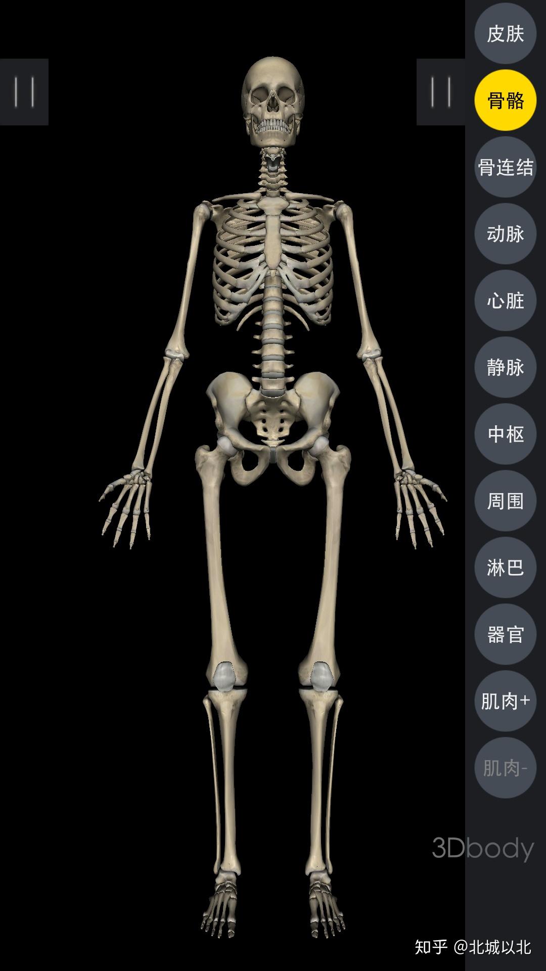 以标准解剖学姿势站立肩关节在肘关节的哪里
