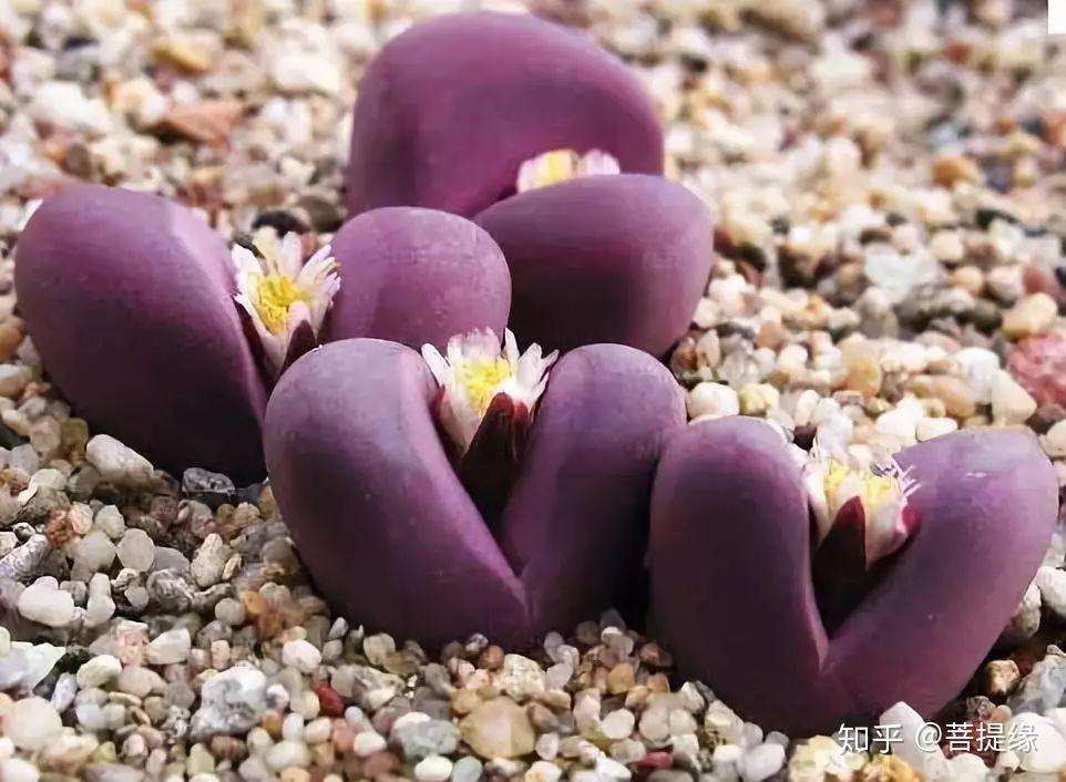 天价!天价!名贵植物排行,令人大开眼界-名贵植物图片