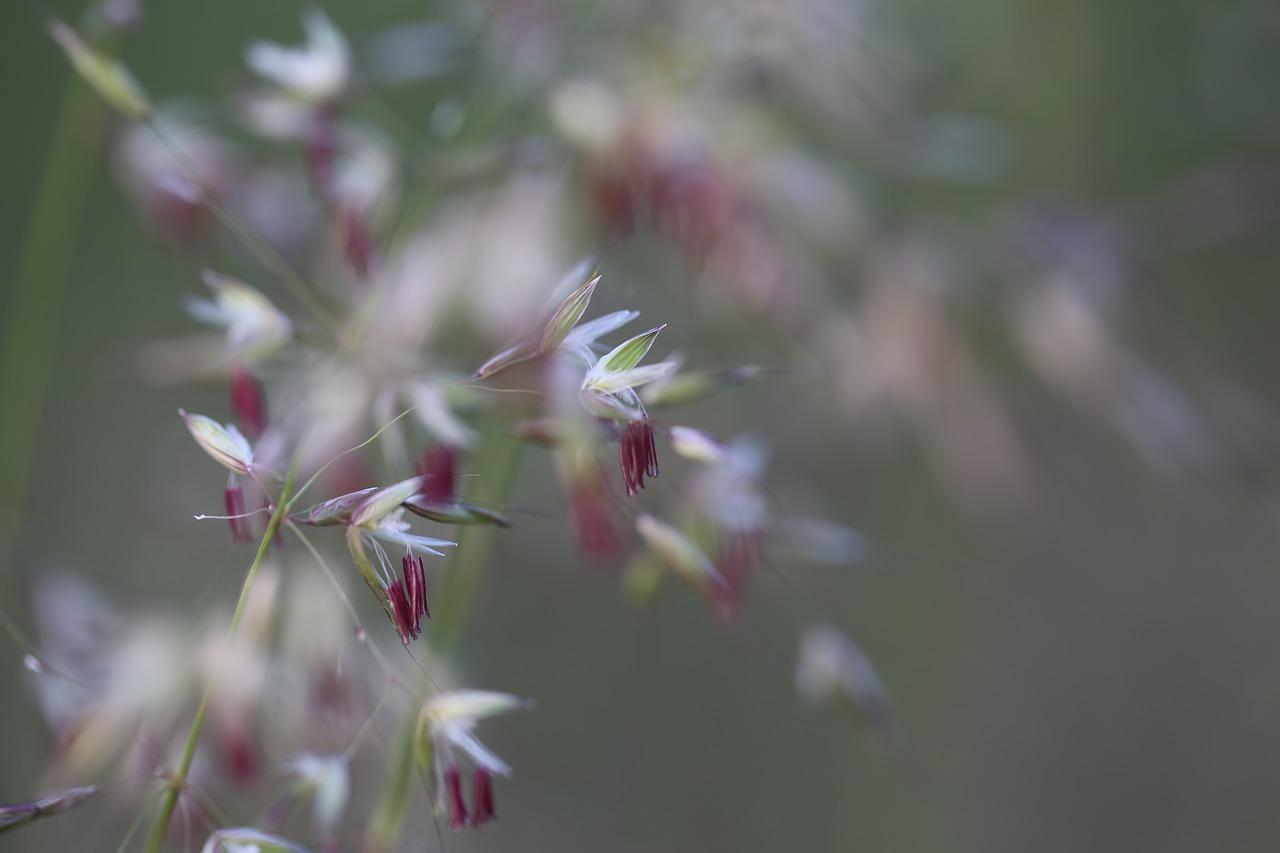 4. 草地婚礼成本