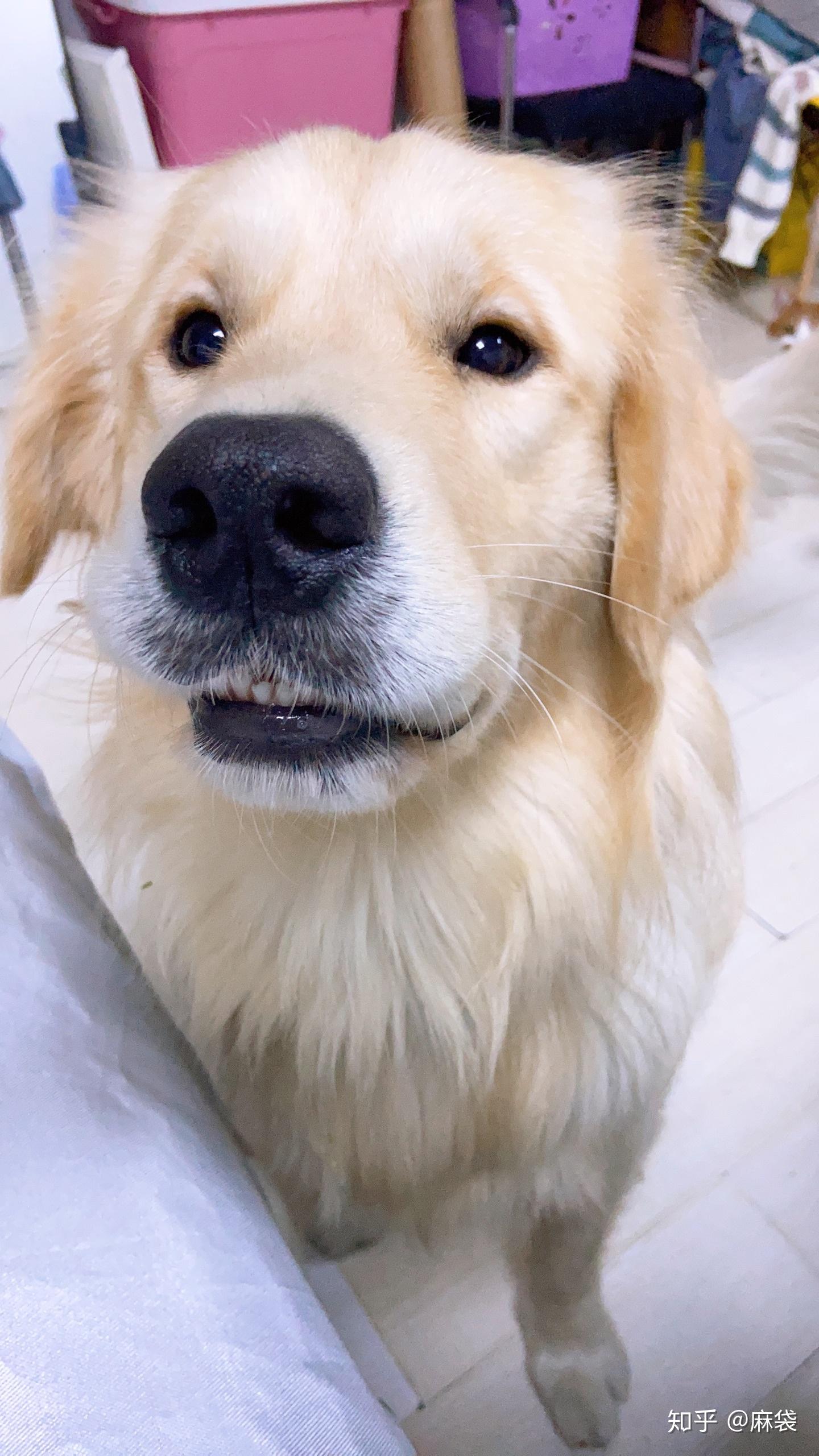 这是浅色金毛还是深色金毛铲屎官们猜一猜