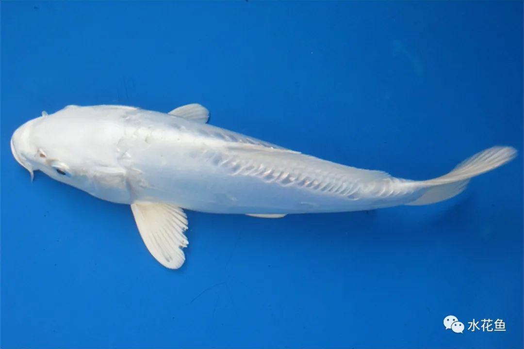 水生生物图文欣赏(15):锦鲤八大类七十六种_观赏鱼类_西南渔业网 水花