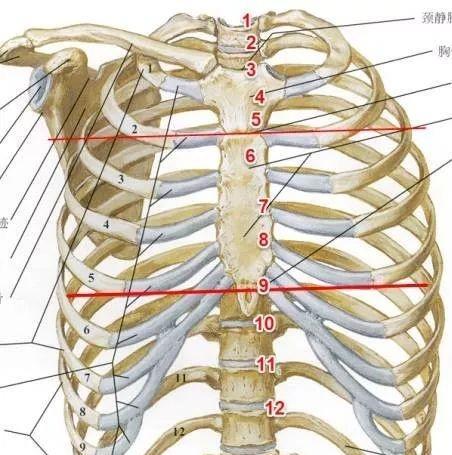 解剖实操 肋骨间隙怎么找 知乎