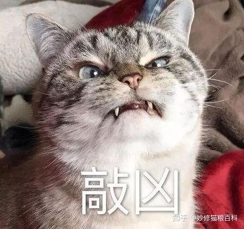 性格“较凶”的3种猫和“较温柔”的3种猫,你家猫属于哪一种? - 知乎