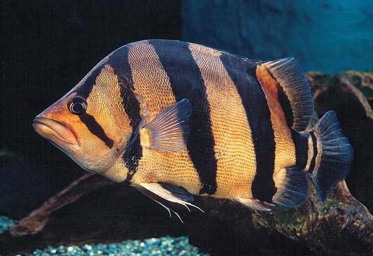 有哪些奇怪的淡水鱼