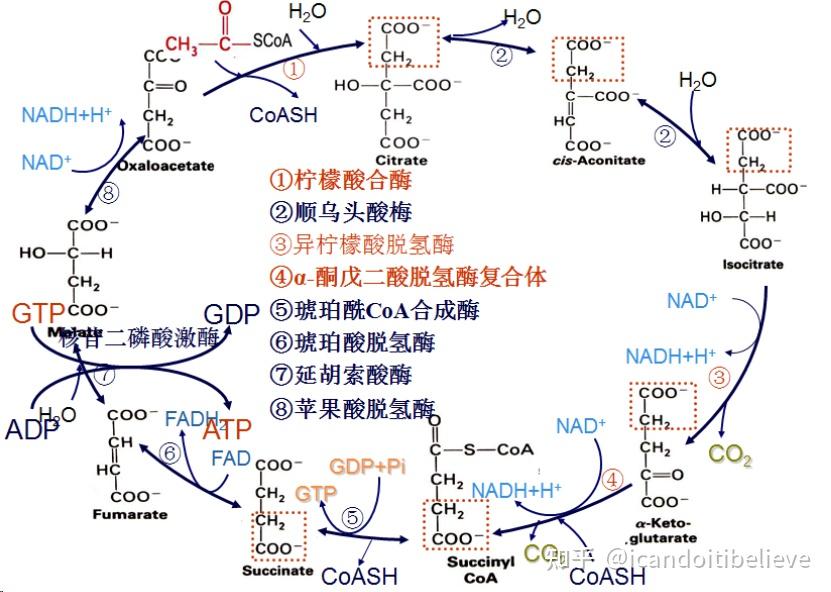 糖代谢哪些环节在细胞包浆中完成,哪一些在线粒体中完成? - 知乎