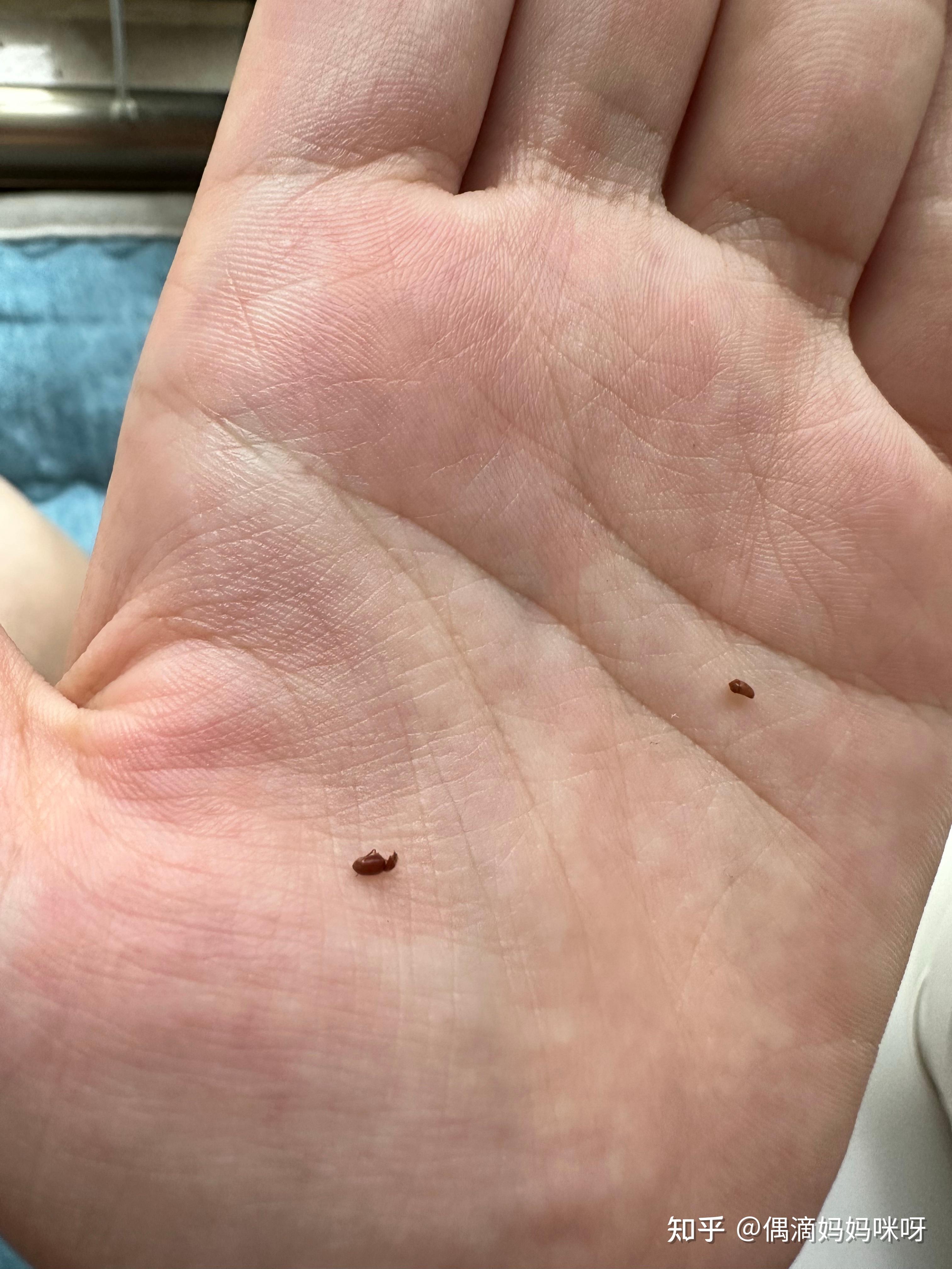 请问这是粉蠹虫么怎么杀灭去除