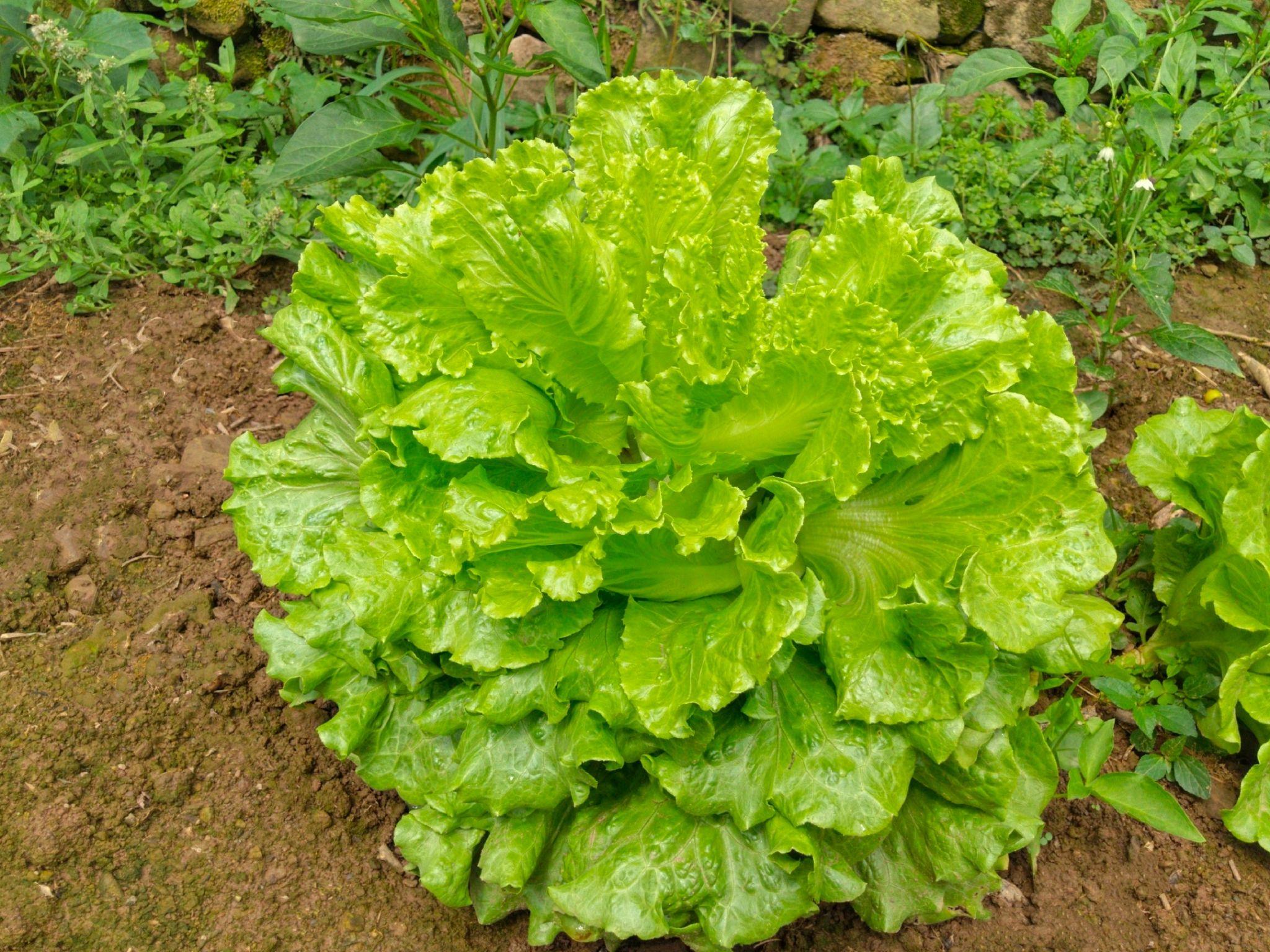 又到了一年一度的春菜尝鲜季, 你最爱吃什么「春季专属」青菜?