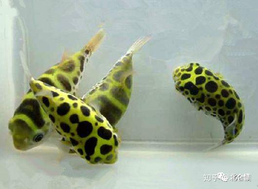 憨态可掬斑点花纹的潜水艇鱼