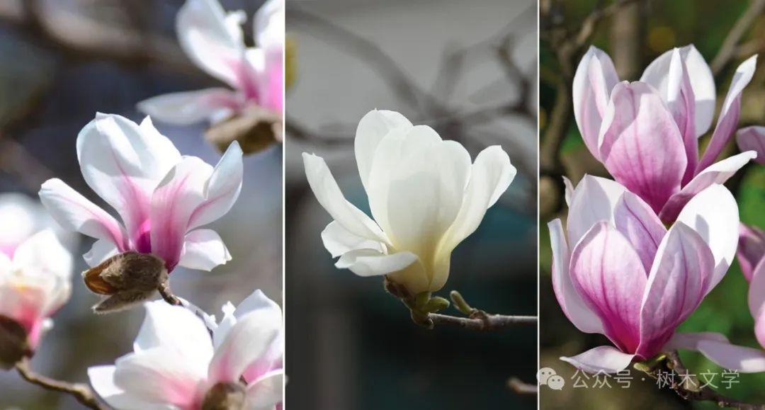 玉兰家族鉴别指南：从花期到花色，4步速查望春/白玉兰/二乔/紫玉兰！ - 知乎