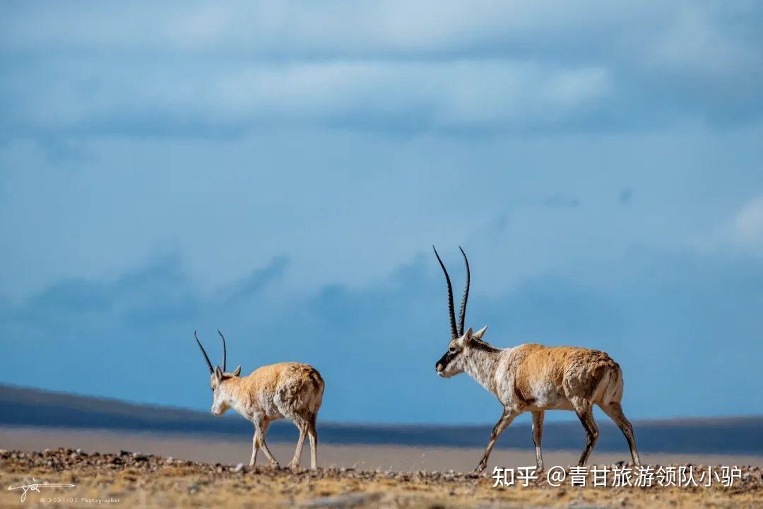 青甘环线丨感受大西北的极致美景10日行程