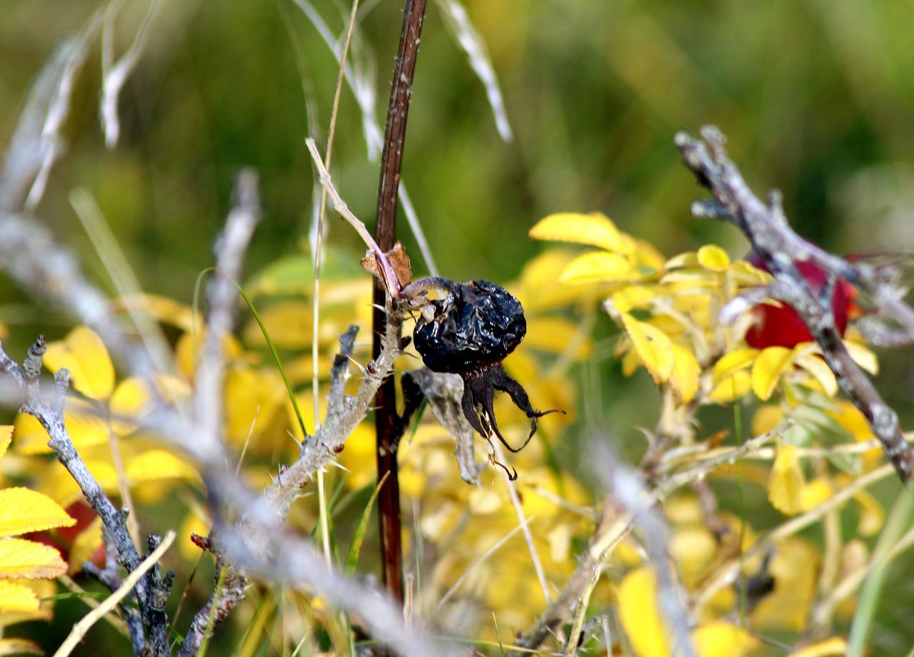 秋菊傲霜的美丽