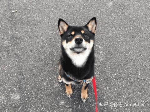 什么是黑柴?介绍流行的黑柴的魅力和入手指南! - 知乎