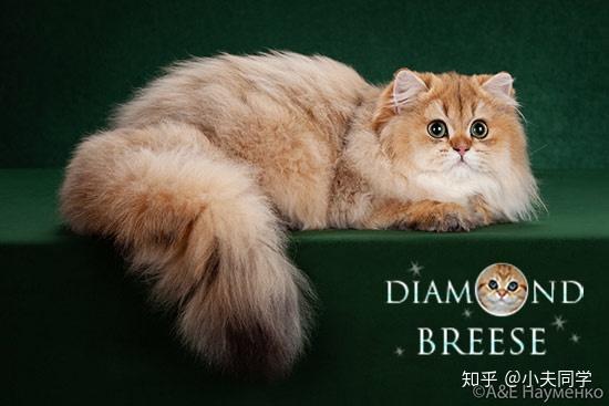 英国长毛猫毛色图鉴金渐层篇