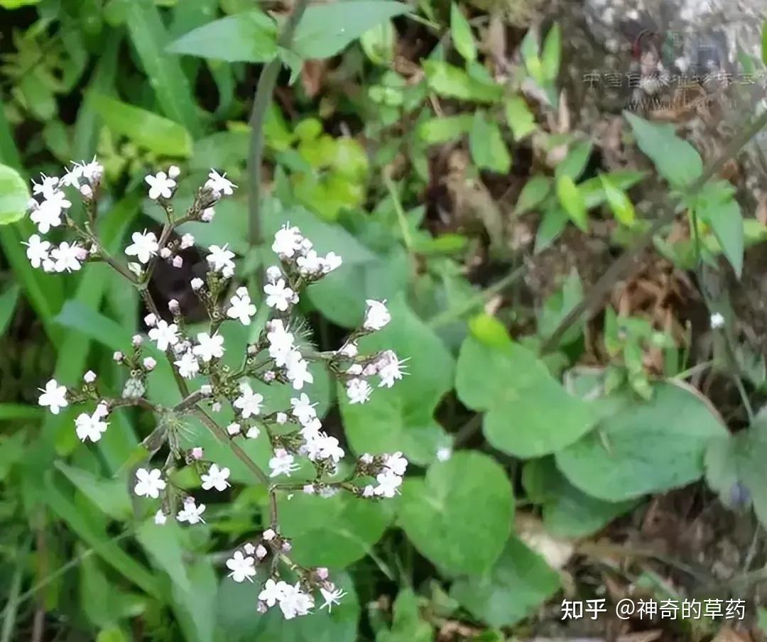 中药材:蜘蛛香