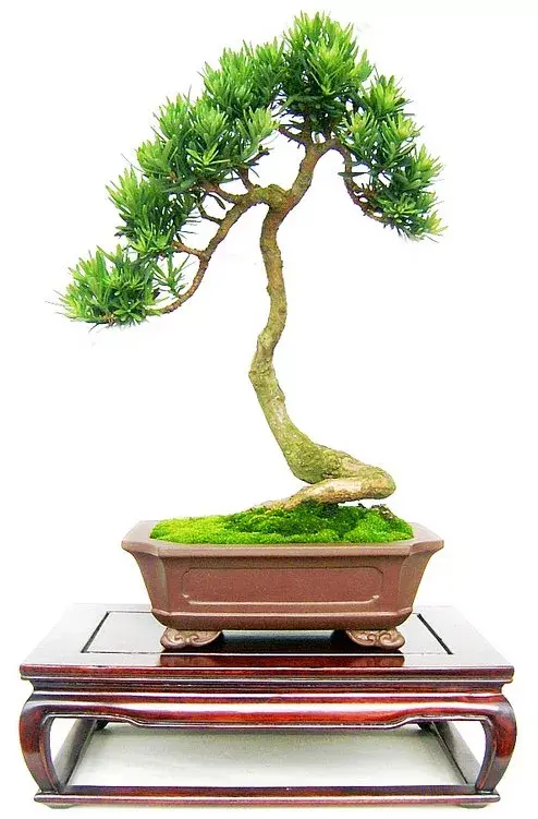 罗汉松的鉴赏与养护管理 知乎