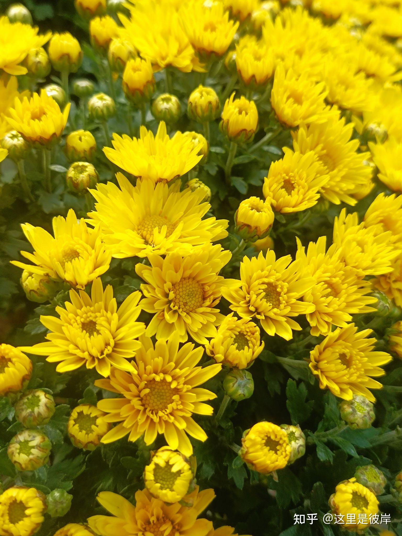 金黄色的千头菊 - 知乎