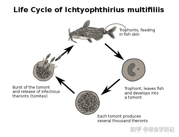 淡水白点病(小瓜虫病)基本描述