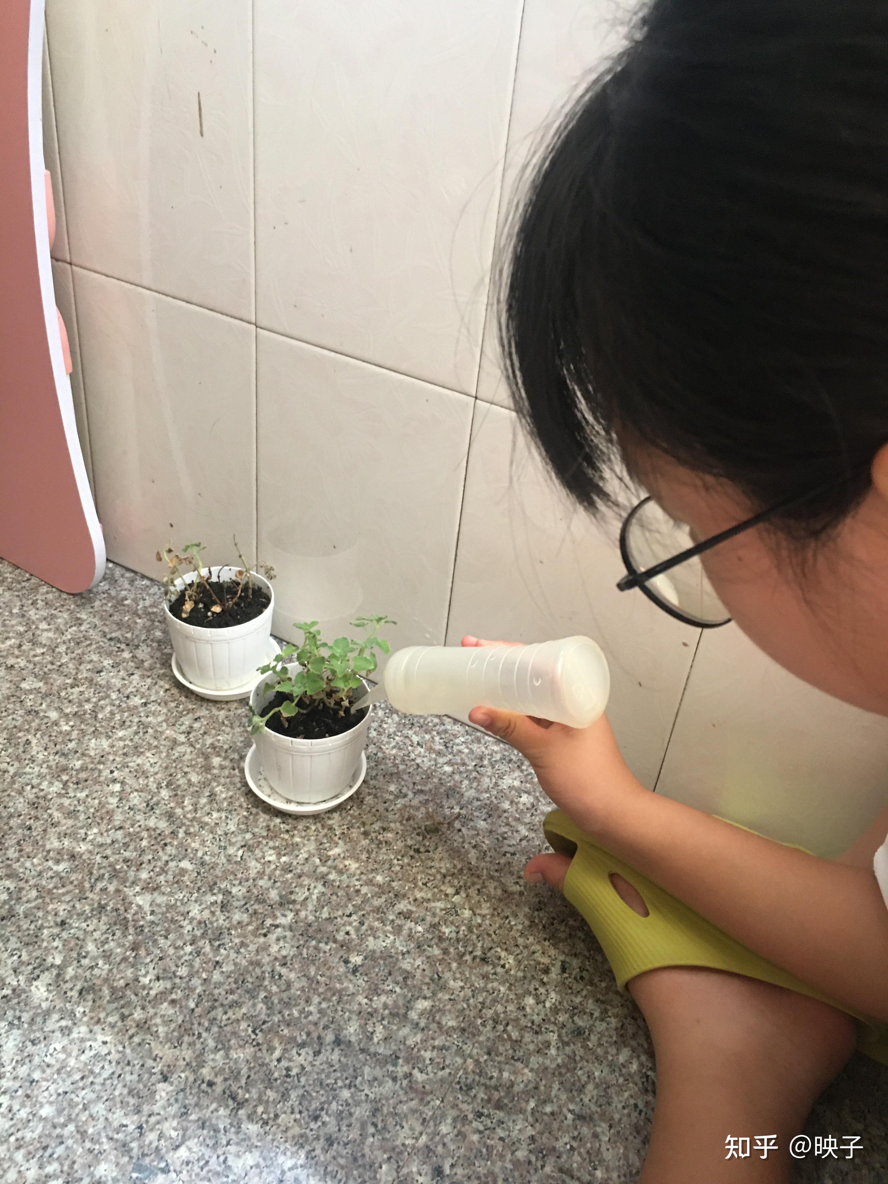 猫薄荷成长记 知乎 