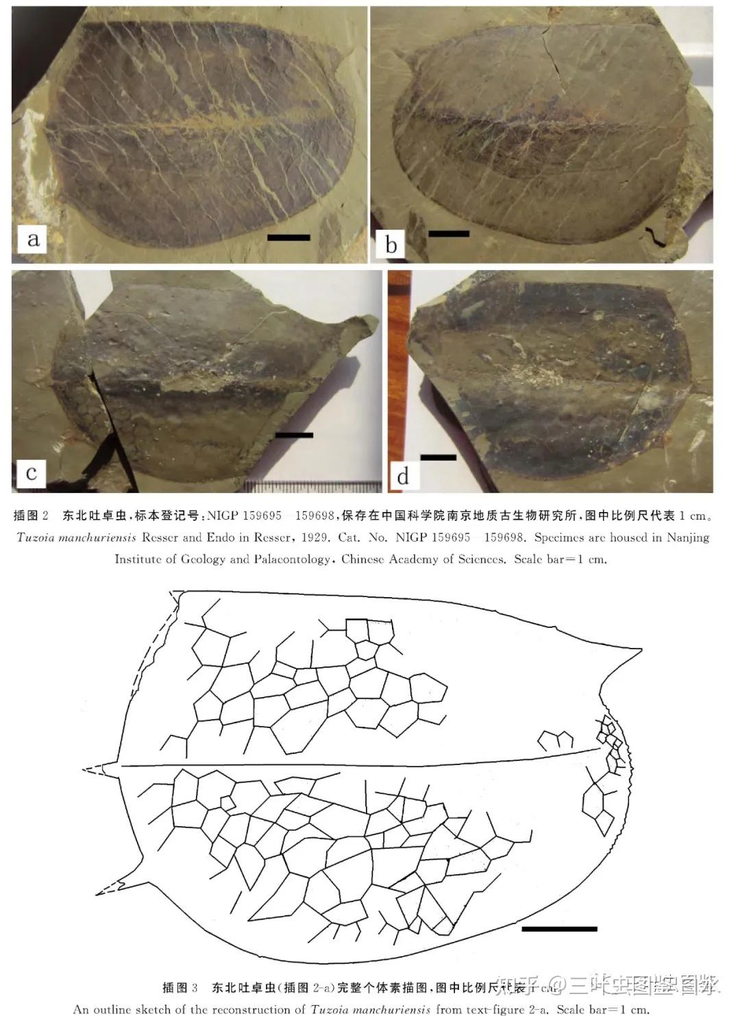 华北寒武纪特异埋藏研究盘点