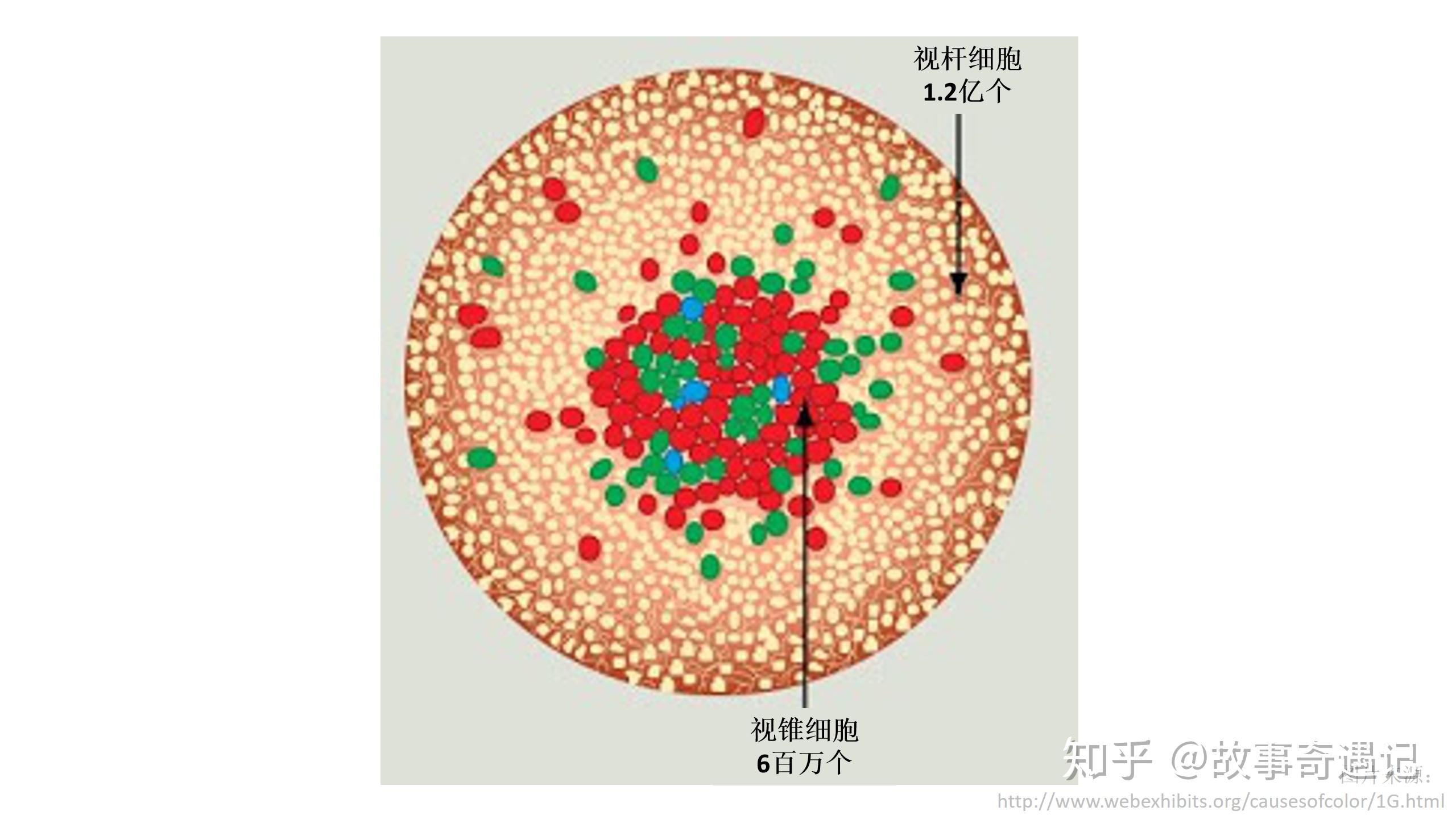 从这张图上我们还能看出,视杆细胞数量更多,为视锥细胞的20倍,但它们