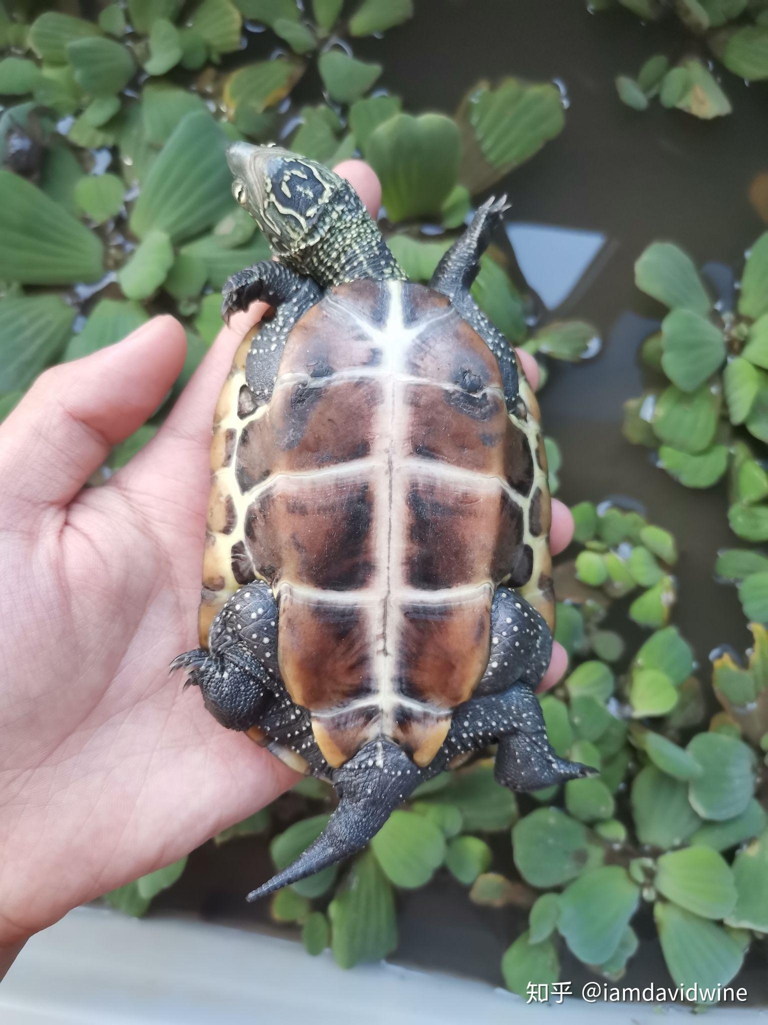 如何养好小乌龟(中华草龟)? - 知乎