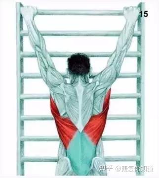 【运动图解】34种史上最全的拉伸运动集合 - 知乎