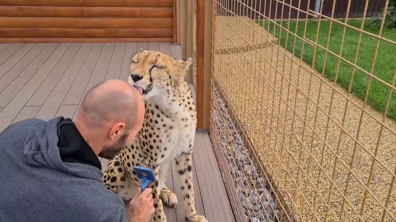 一只小猎豹失去妈妈后被一个小男孩养大并把它送回大自然