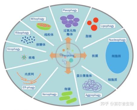 “细胞自噬”入门级知识合集，看这篇就够了 - 知乎