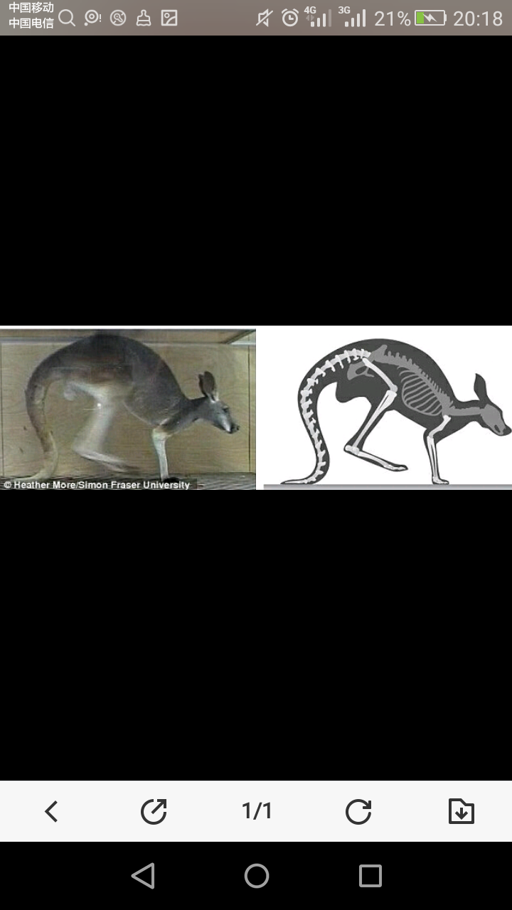 袋鼠用尾巴保持直立主要是靠肌肉还是骨骼如果在袋鼠尾巴上打上麻醉针