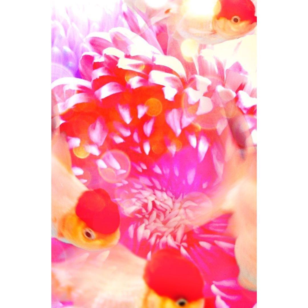 蜷川实花：花· 鱼· 梦· 爱- 知乎