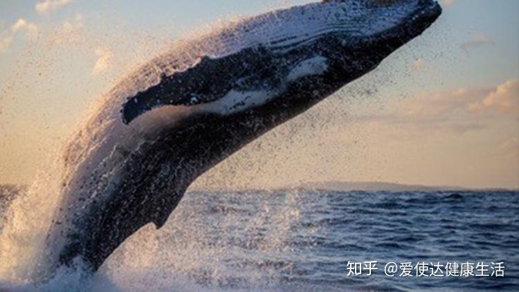日本从南极捕回333头鲸鱼