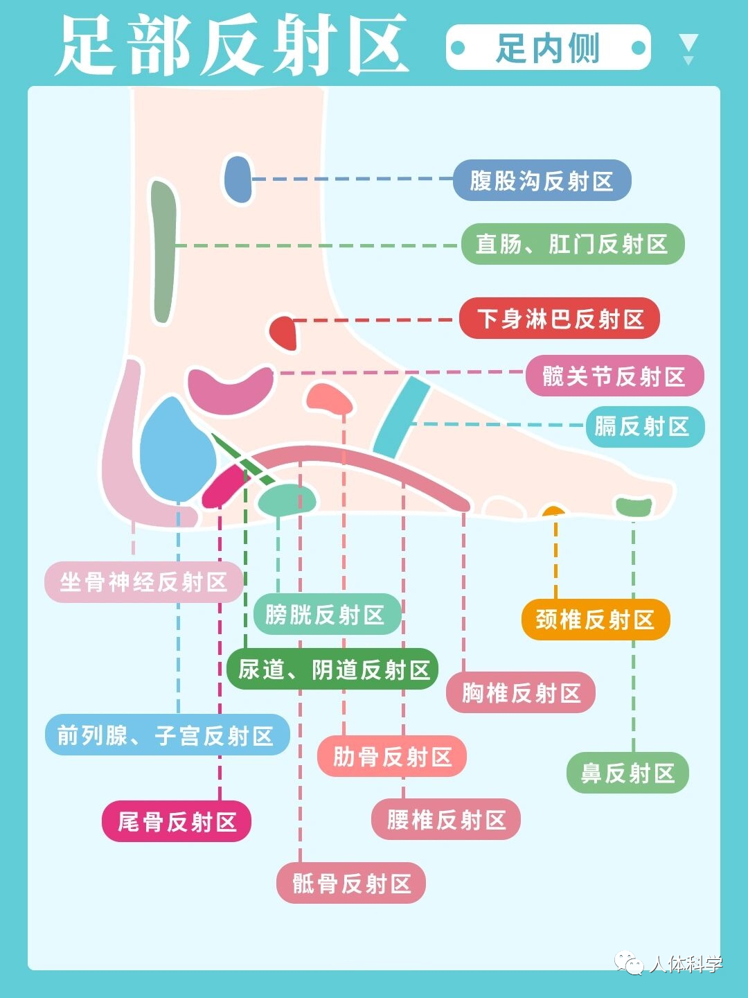 腹股沟反射区图片