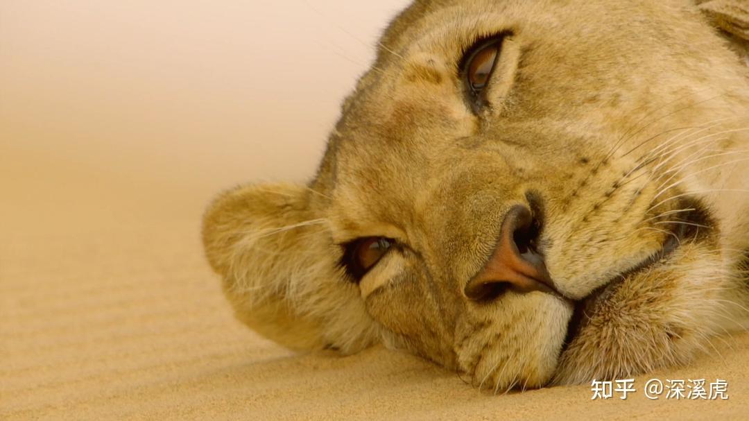 非典型bbc作品大猫日记