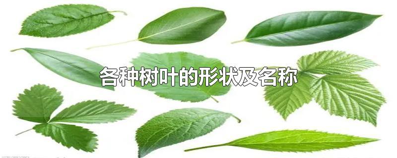 各种树叶的形状和名称。 - 知乎