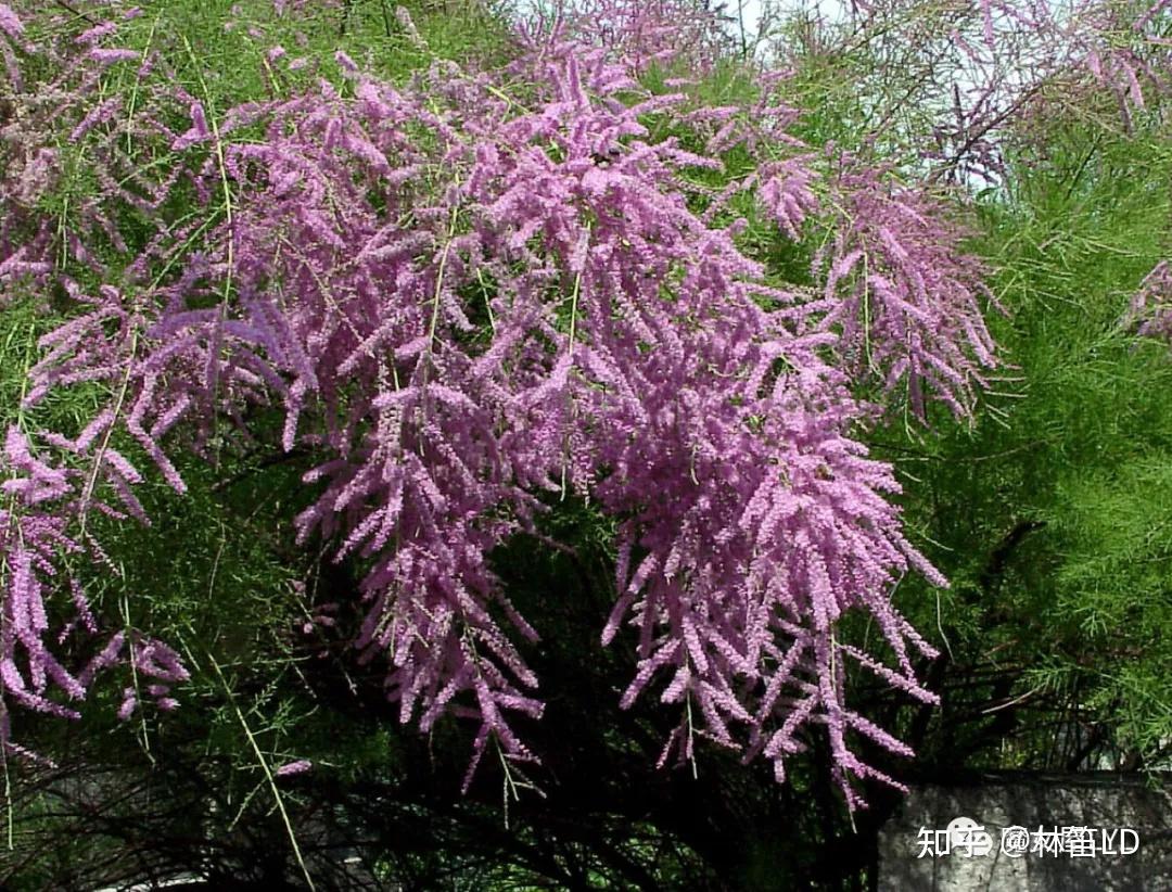 植物百科——那些开起花来惊艳你的树! - 知乎