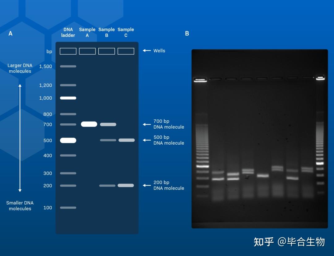 琼脂糖凝胶成像秘籍：拍出完美凝胶图的超实用技巧📸🧬 - 知乎
