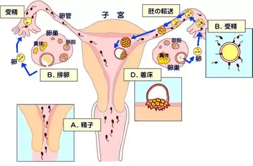 v2-c1d824aba8bf23e6b0b99889fd06820d_r.jpg