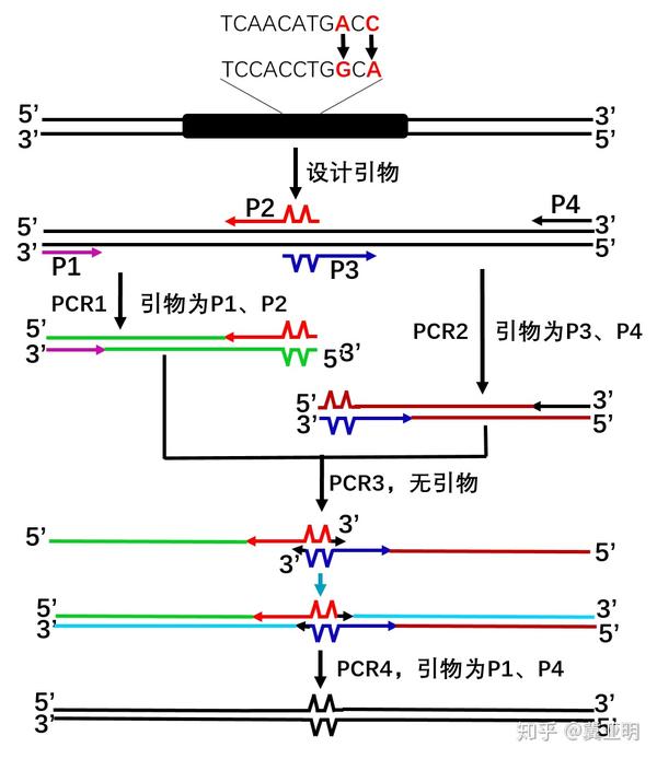 高中生物试题中引物及T-DNA的应用 - 知乎