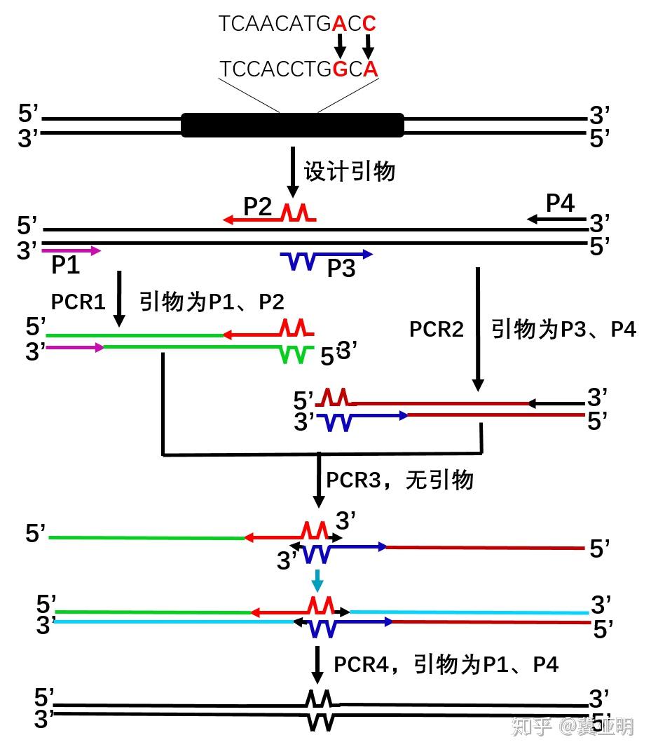 锚定pcr原理图图片