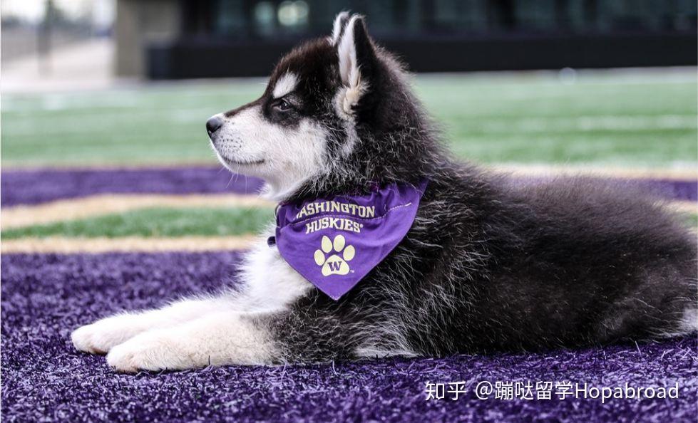 【每周一校】和你相遇在华盛顿大学 - 知乎