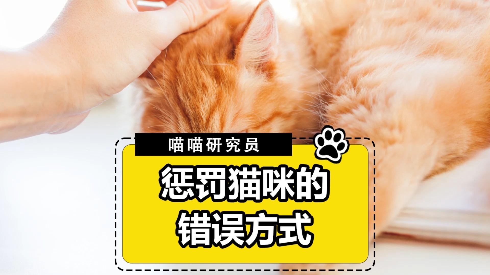 惩戒猫图片