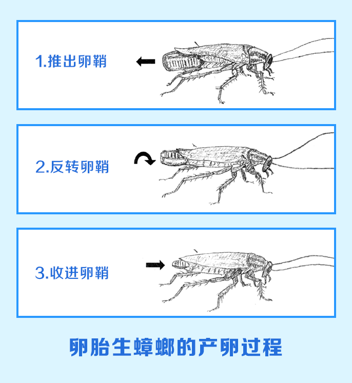 蟑螂的生长过程图片