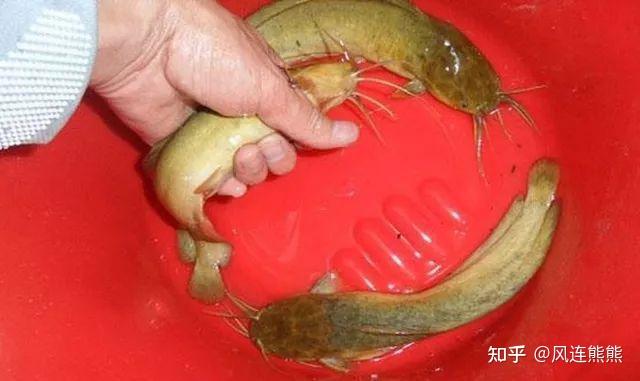 54丨胡子鲶本地塘鲺